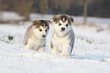 ALASKAN MALAMUTE 273